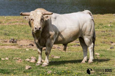 Pelajes Del Toro De Lidia Pintas Pajizas O Jaboneras