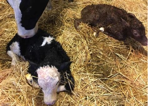 Clare Cow Gives Birth To Twin Calvesof Different Breeds Agrilandie