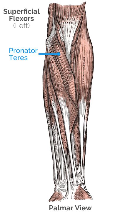 Pronation