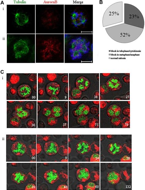 Inhibition Of Aurora B By Azd Hqpa Induces A Chromosome Segregation