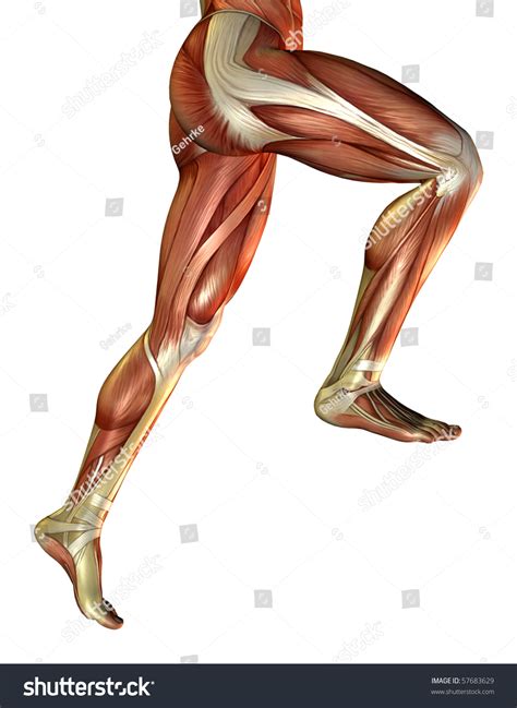 3d Rendering Male Leg Muscles Stock Illustration 57683629 Shutterstock