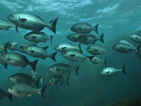 Migration in fishes - Online Biology Notes