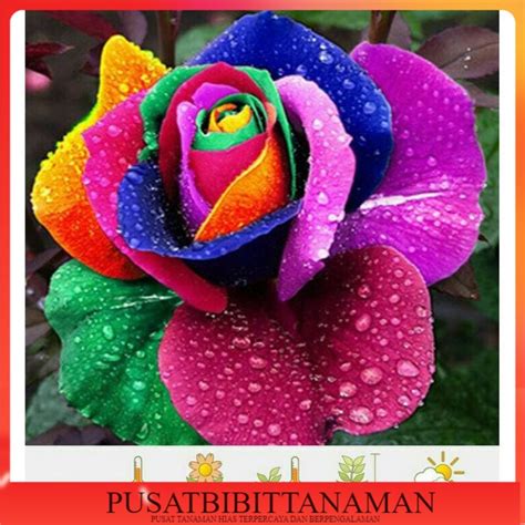 Jual New Tanaman Hias Adenium Kamboja Jepang Bunga Tumpuk Rainbow