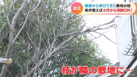 ｢隣の家から伸びてきた枝｣に悩むことは無くなる？ 4月からは条件を満たせば切り落としてもokに Youtube