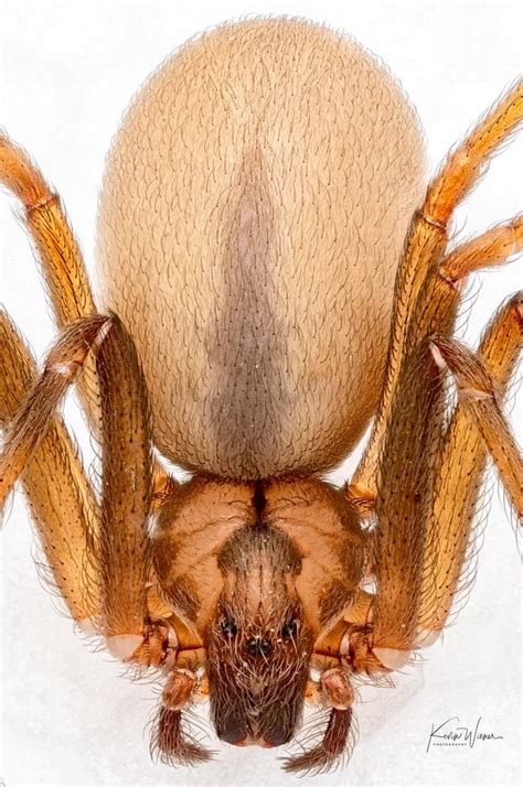 Adult Female Brown Recluse Spider Loxosceles Reclusa R Spiders