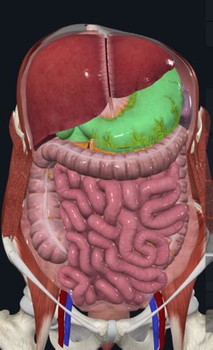 Unit 3 Abdomen Flashcards Quizlet