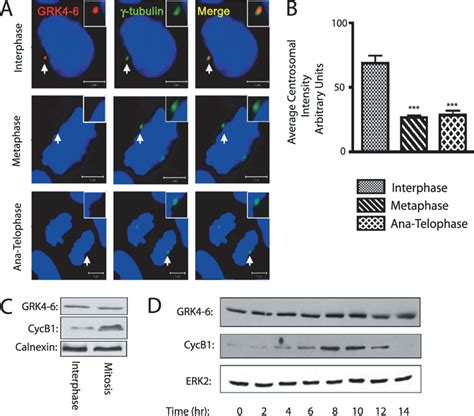 Centrosomal Localization Of Grk Varies With The Cell Cycle A