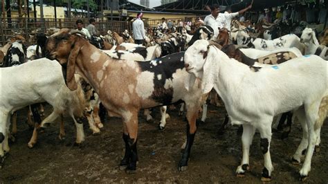 Deonar Goats Entry Deonar Bakra Mandi 2018 Youtube