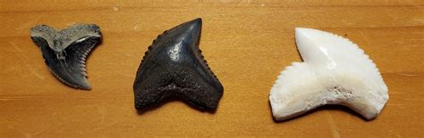 Tiger Shark Teeth? - Fossil ID - The Fossil Forum