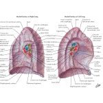 Lungs Medial Views Medial Surface Of Lungs