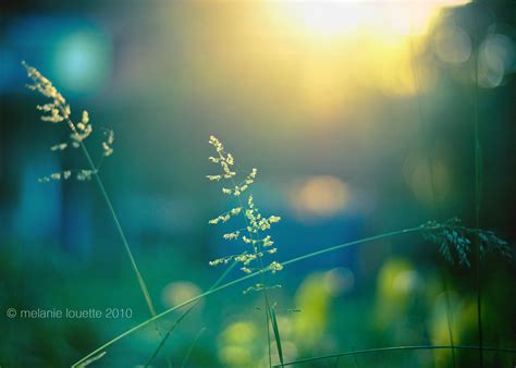 Wallpaper Sunlight Sunset Water Nature Reflection Sky Branch