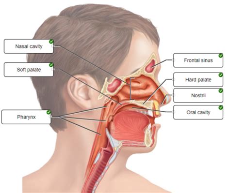 APR Respiratory System Flashcards Quizlet