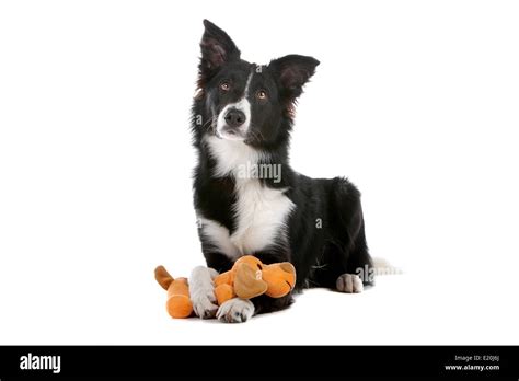 Border Collie Sheepdog Stock Photo Alamy