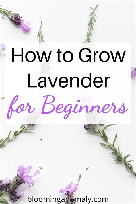 Why Is My Lavender Plant Drooping Causes Solutions Artofit