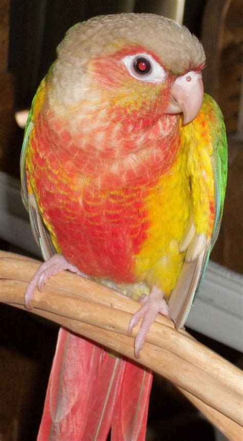 Pineapple Conure Sounds At Lucille Nair Blog