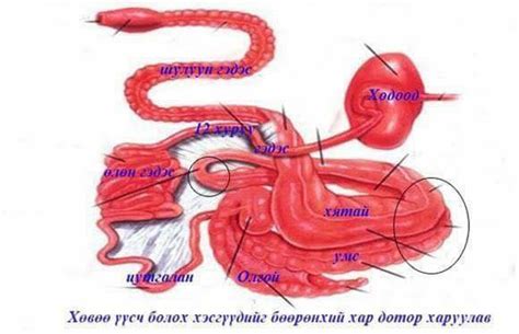 Эмээлний бүтэц | Facebook