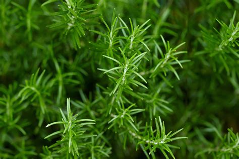 How to Propagate Rosemary in Soil or Water