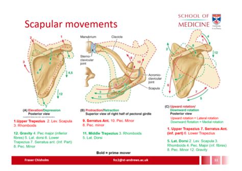 Pectoral And Scapular Regions Flashcards Quizlet