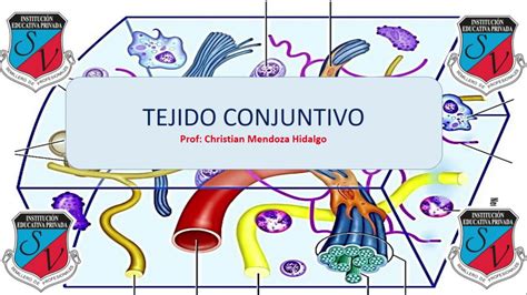 Tejido Conectivo O Conjuntivo Youtube