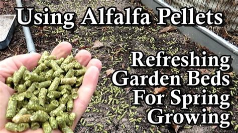 How To Use Alfalfa Pellets Filling Garden Beds On A Budget