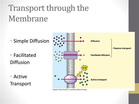 Cell Transport Types Of Transport Across The Cell Membrane Ppt 7c6