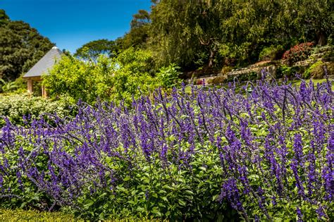 10 Best Parks In Sydney Explore Sydneys Most Beautiful Outdoor Spaces Go Guides