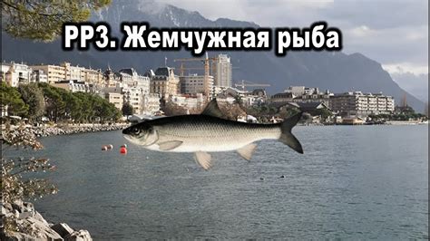 Русская рыбалка 3. Жемчужная рыба. Редкости - YouTube