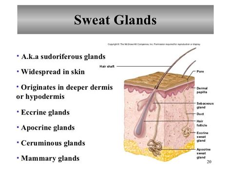 Chapter 6 Integumentary System