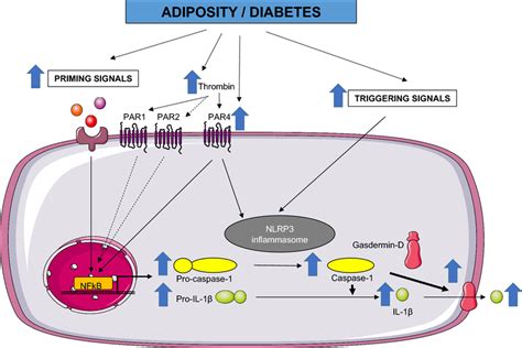 Working Model Of Par Mediated Cardiac Inflammation Metabolic