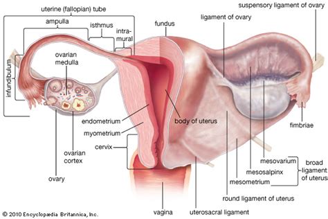 Uterus | Britannica.com