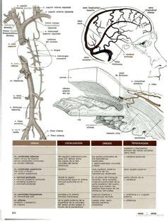 Ideias De Diccionario Medico Glutamina Tronco