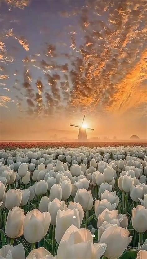 A Large Field Full Of White Tulips With The Sun Setting In The Background