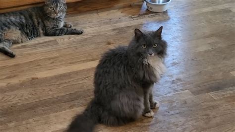 We Have Two New Momma Cats! – HousePetsCare.com