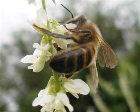 mélilot blanc melilotus alba