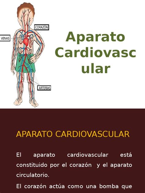 Pdf Aparato Circulatorio Dokumen Tips