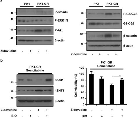 Activation Of The Akt Gsk3β Pathway Is Important For Gemcitabine