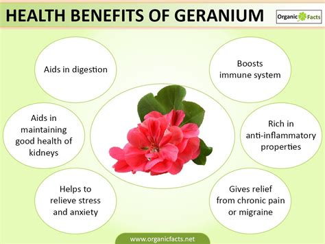 Some of the most interesting health benefits of geranium include its ...