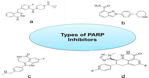 Types Of Parp Inhibitors A Olaparib B Niraparib C Rucaparib D