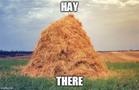 Hay There Imgflip