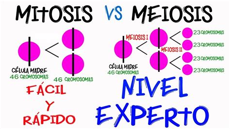 Diferencia Mitosis Y Meiosis Nivel Experto En 2 Minutos Fácil Y Rápido