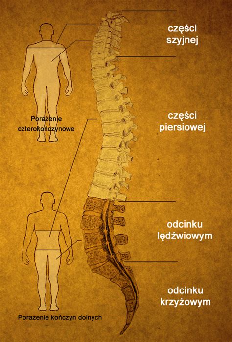 Urazy Rdzenia Kr Gowego W Jaki Spos B Mog Pom C Kom Rki Macierzyste