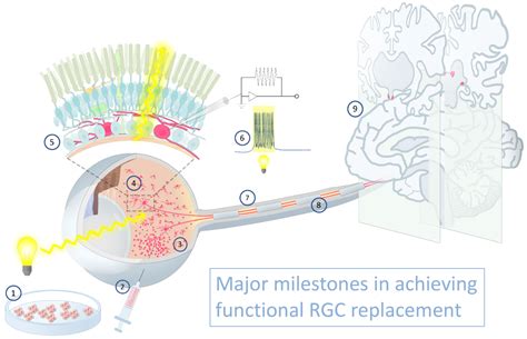 Cells Free Full Text Retinal Ganglion Cell Transplantation