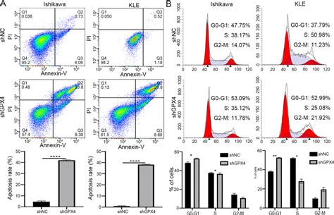 Knockdown Of Gpx Induces Apoptosis And Arrests Cell Cycle Progression