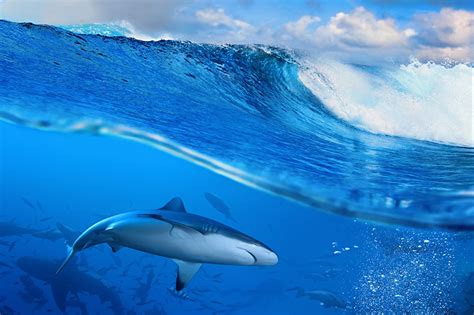 Photos Sharks Underwater World Sea Nature Waves Animal