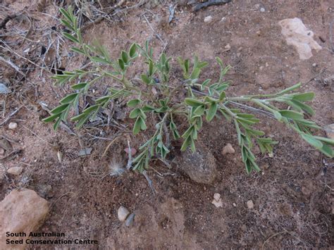 senna artemisioides ssp coriacea