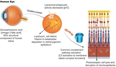 Emerging Pharmacological Targets For Treatment Of Dry Age Related