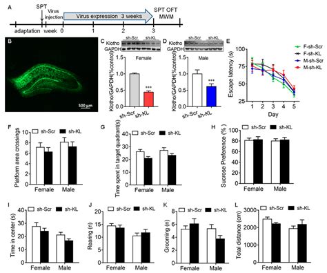 Ijms Free Full Text Klotho Regulated By Estrogen Plays A Key Role