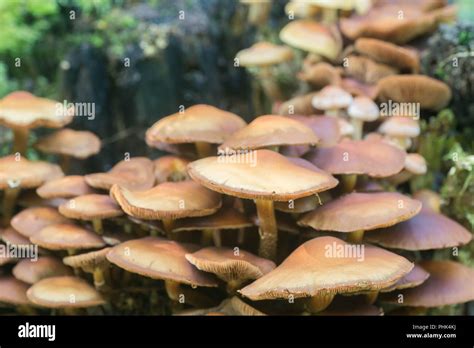 Pholiota Mutabilis Hi Res Stock Photography And Images Alamy