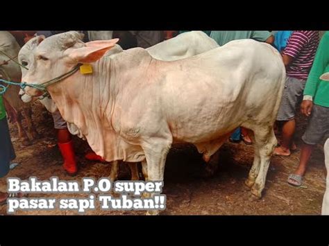 Harga Sapi Turun Bakalan Pengemukan Po Brahman Cross Super Pasar Sapi