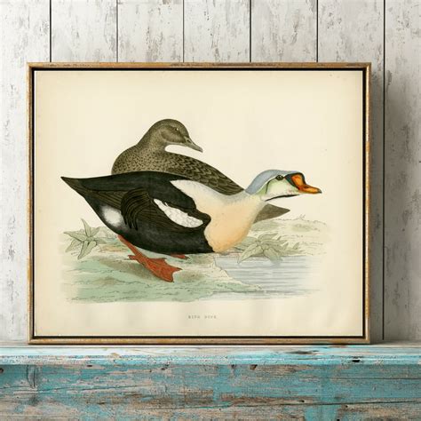 C1871 King Duck Art Print Antique Duck Wall Art Home Etsy